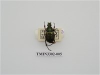 藏品(綠豔長腳花金龜)的圖片